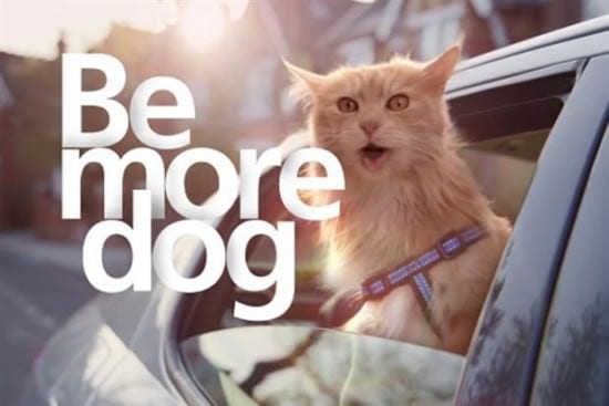 be more dog