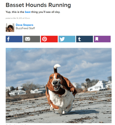 Basset hounds running buzzfeed