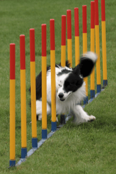 agility dog 