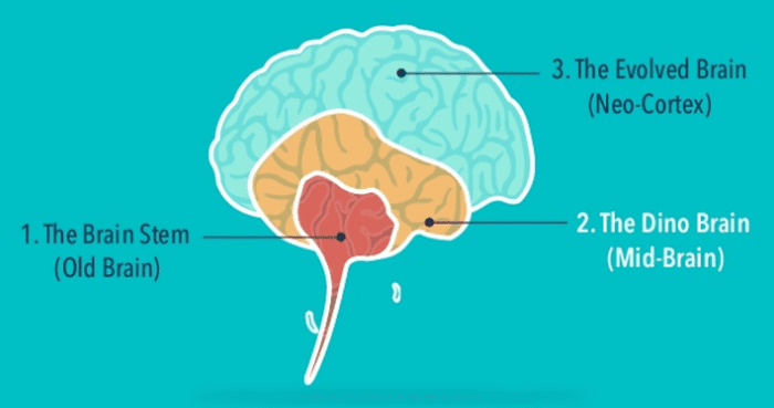 Si Neuro Article Brain Parts1